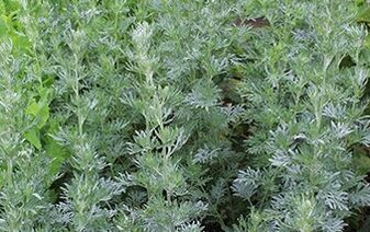 Sagebrush